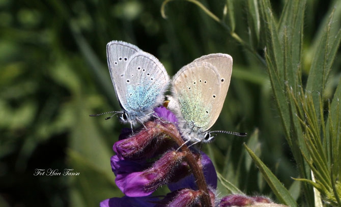 Hakkari Türkiye’nin kelebek zengini! 40