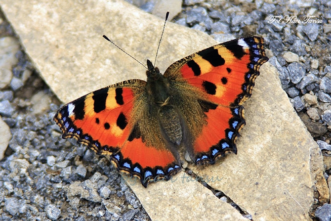 Hakkari Türkiye’nin kelebek zengini! 41