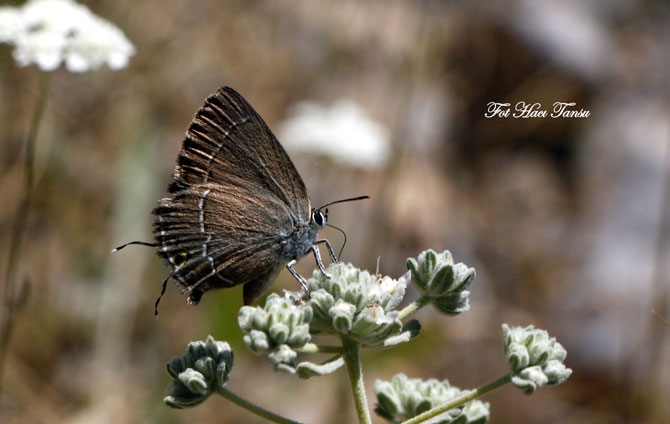 Hakkari Türkiye’nin kelebek zengini! 42