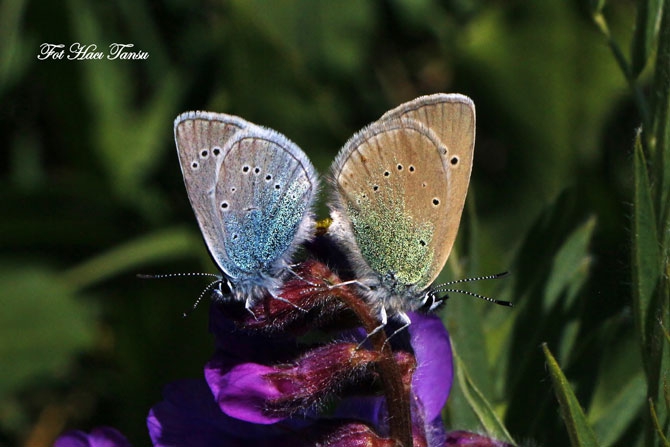 Hakkari Türkiye’nin kelebek zengini! 43