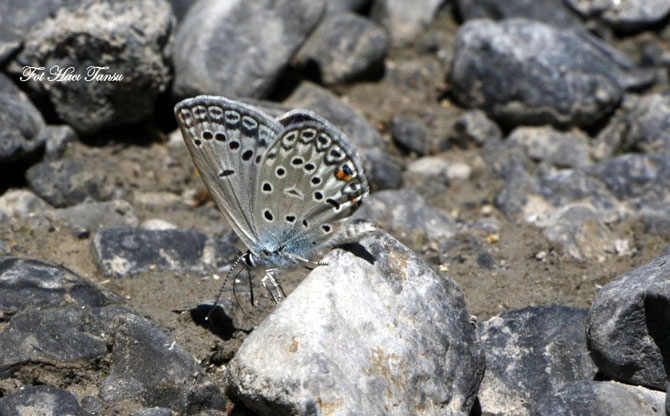 Hakkari Türkiye’nin kelebek zengini! 44