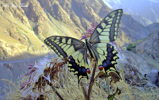Hakkari Türkiye’nin kelebek zengini! 46