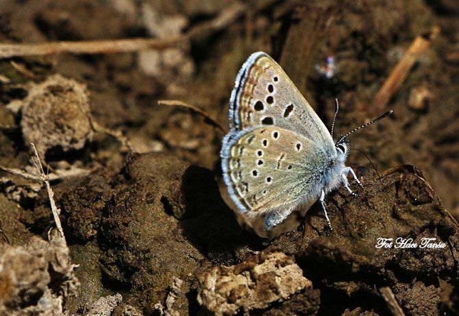 Hakkari Türkiye’nin kelebek zengini! 47