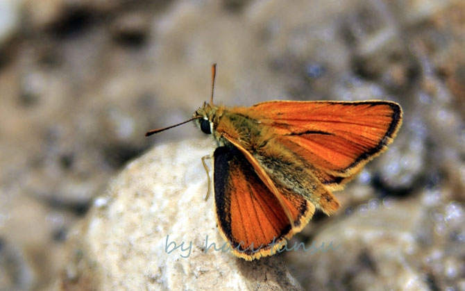 Hakkari Türkiye’nin kelebek zengini! 48