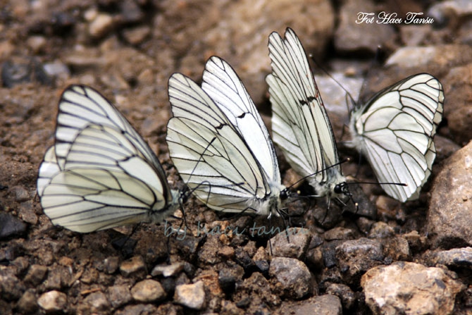 Hakkari Türkiye’nin kelebek zengini! 49