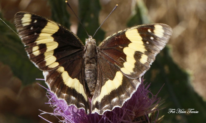 Hakkari Türkiye’nin kelebek zengini! 5