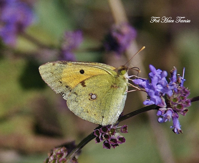 Hakkari Türkiye’nin kelebek zengini! 50