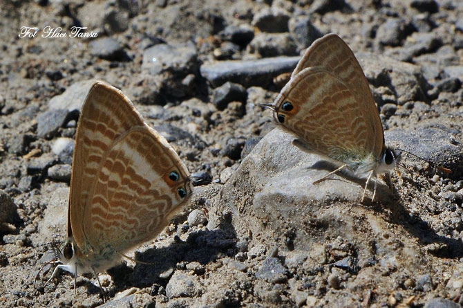Hakkari Türkiye’nin kelebek zengini! 52