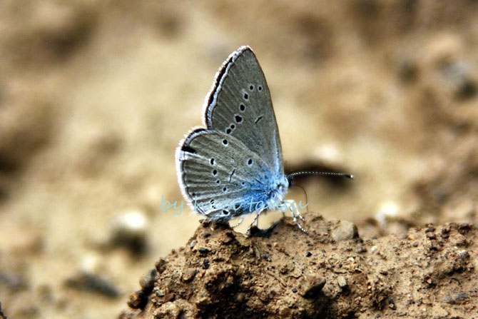 Hakkari Türkiye’nin kelebek zengini! 53