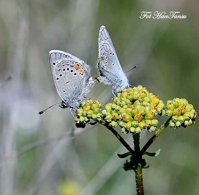 Hakkari Türkiye’nin kelebek zengini! 56