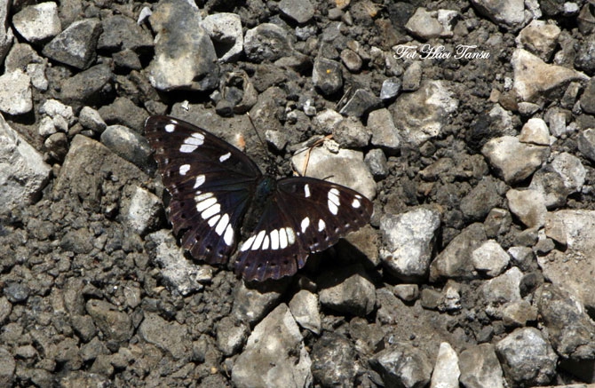 Hakkari Türkiye’nin kelebek zengini! 6