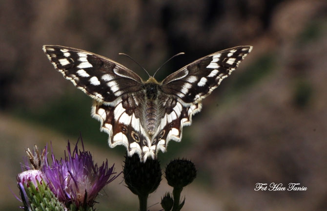 Hakkari Türkiye’nin kelebek zengini! 9