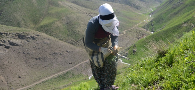 Hakkarili kadınların dağlardaki ot mesaisi 1