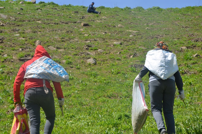 Hakkarili kadınların dağlardaki ot mesaisi 10