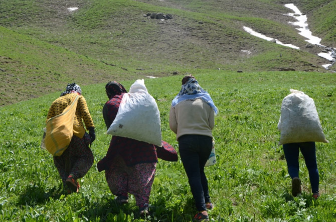 Hakkarili kadınların dağlardaki ot mesaisi 11