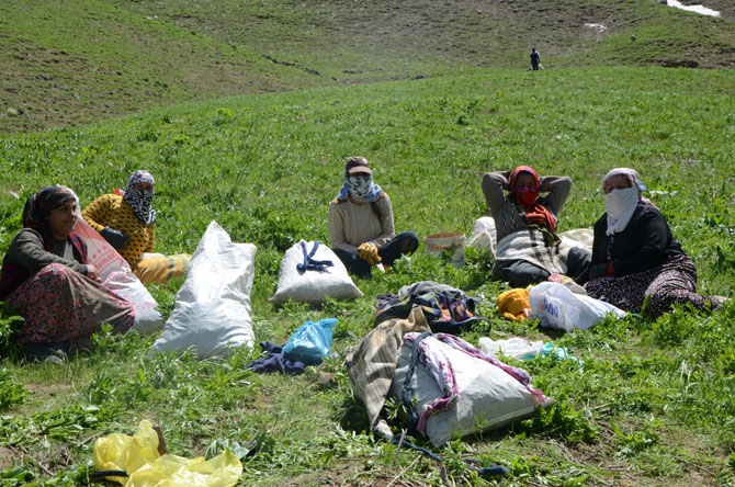 Hakkarili kadınların dağlardaki ot mesaisi 12