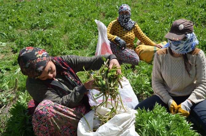 Hakkarili kadınların dağlardaki ot mesaisi 13