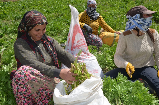 Hakkarili kadınların dağlardaki ot mesaisi 15