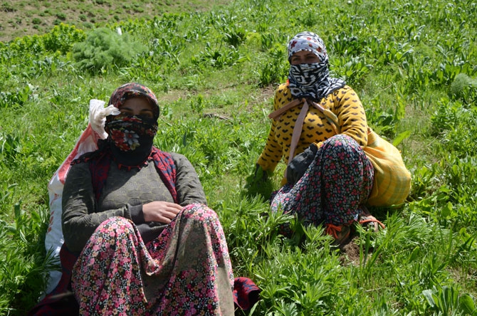Hakkarili kadınların dağlardaki ot mesaisi 16