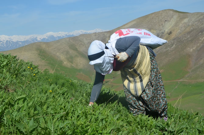 Hakkarili kadınların dağlardaki ot mesaisi 2