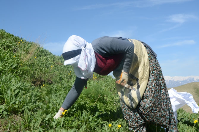 Hakkarili kadınların dağlardaki ot mesaisi 3