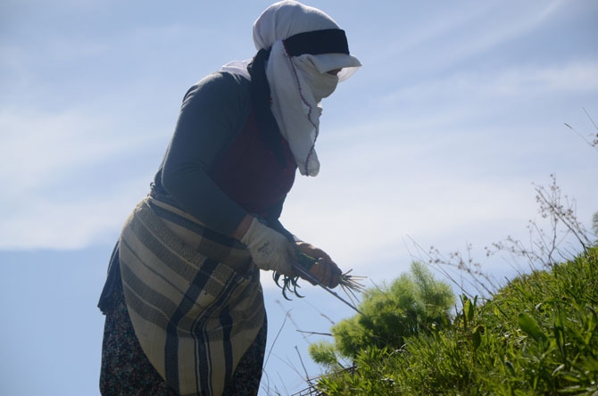 Hakkarili kadınların dağlardaki ot mesaisi 4