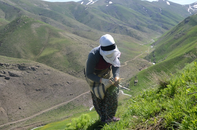 Hakkarili kadınların dağlardaki ot mesaisi 5