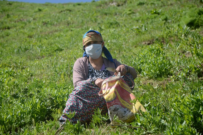 Hakkarili kadınların dağlardaki ot mesaisi 6