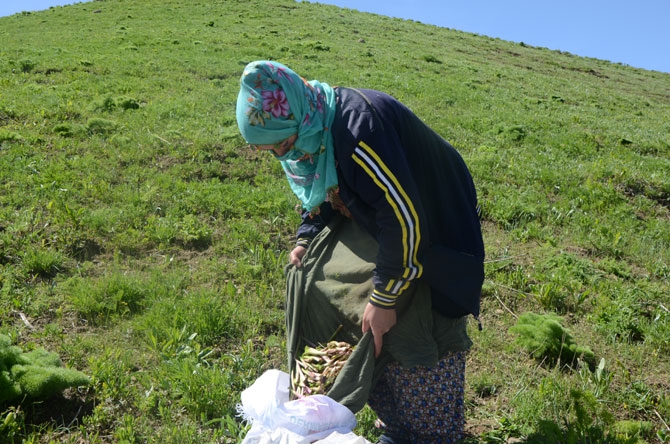 Hakkarili kadınların dağlardaki ot mesaisi 8