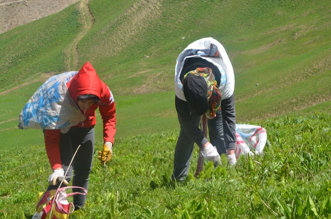 Hakkarili kadınların dağlardaki ot mesaisi 9