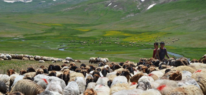 Siirtli koçerlerin Hakkari'deki zorlu yayla yaşamı 1