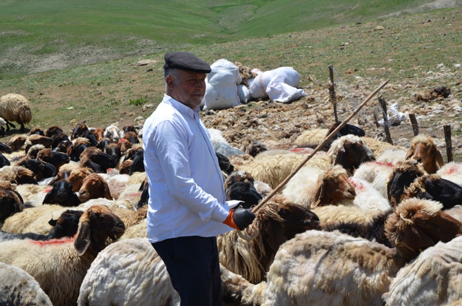 Siirtli koçerlerin Hakkari'deki zorlu yayla yaşamı 10