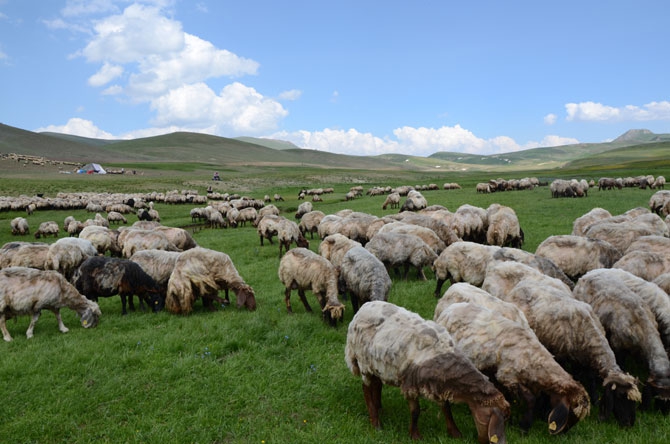 Siirtli koçerlerin Hakkari'deki zorlu yayla yaşamı 12