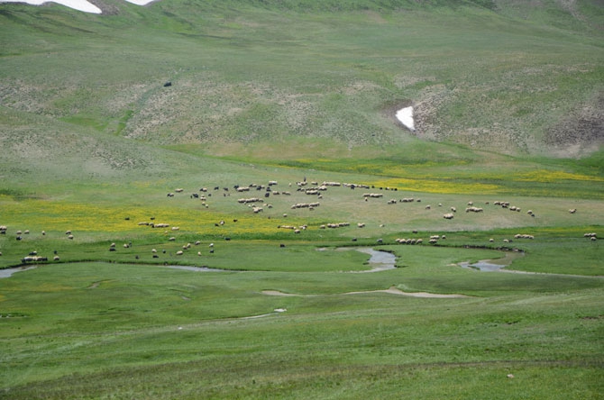 Siirtli koçerlerin Hakkari'deki zorlu yayla yaşamı 18