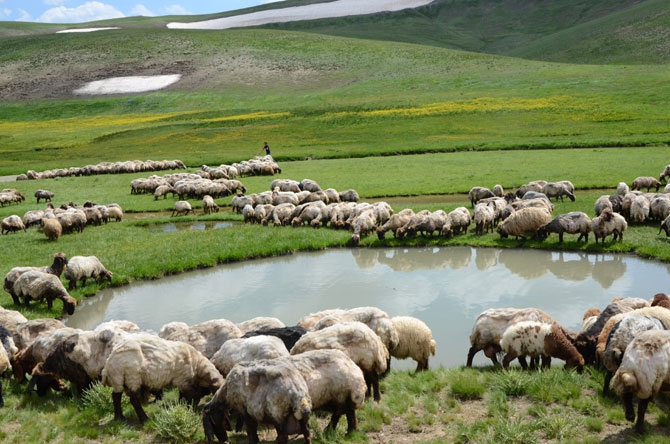 Siirtli koçerlerin Hakkari'deki zorlu yayla yaşamı 2