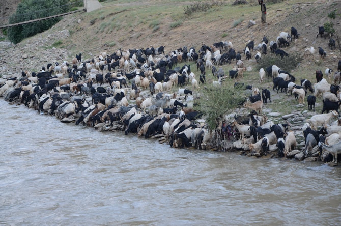 Siirtli koçerlerin Hakkari'deki zorlu yayla yaşamı 22