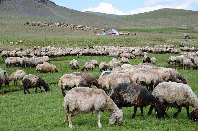 Siirtli koçerlerin Hakkari'deki zorlu yayla yaşamı 23