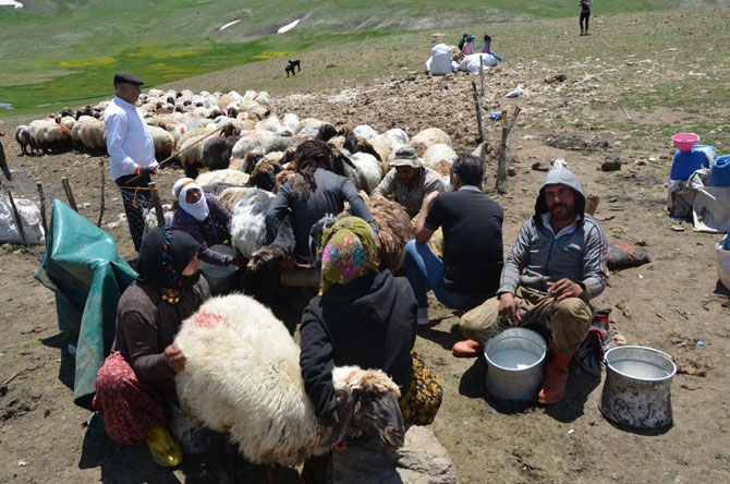 Siirtli koçerlerin Hakkari'deki zorlu yayla yaşamı 25