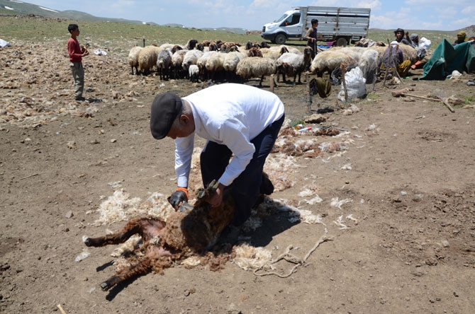 Siirtli koçerlerin Hakkari'deki zorlu yayla yaşamı 30