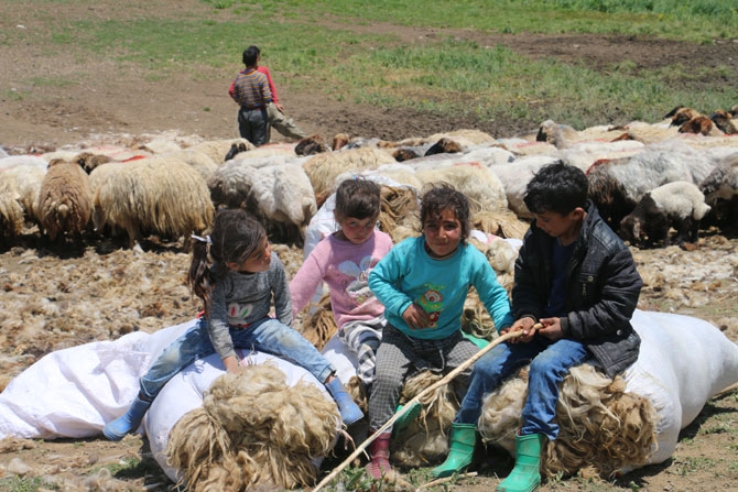 Siirtli koçerlerin Hakkari'deki zorlu yayla yaşamı 33