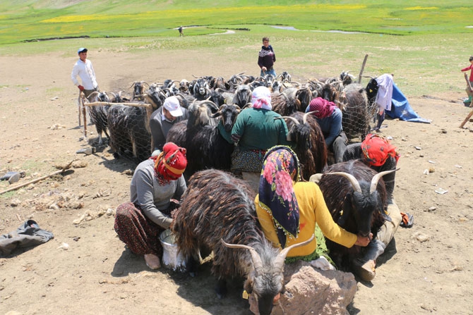 Siirtli koçerlerin Hakkari'deki zorlu yayla yaşamı 35