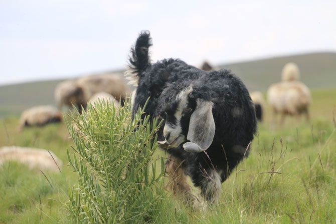 Siirtli koçerlerin Hakkari'deki zorlu yayla yaşamı 37