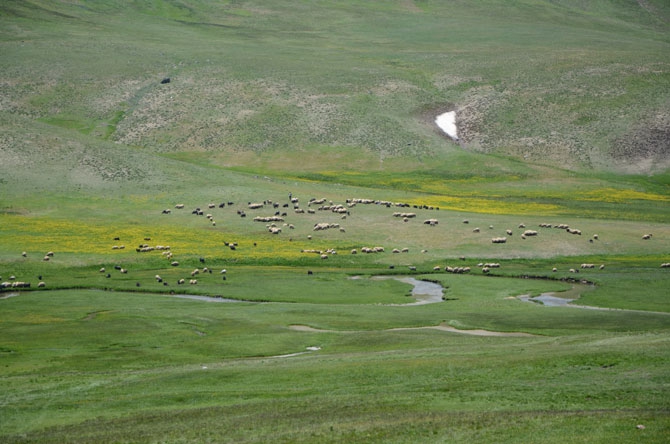 Siirtli koçerlerin Hakkari'deki zorlu yayla yaşamı 38