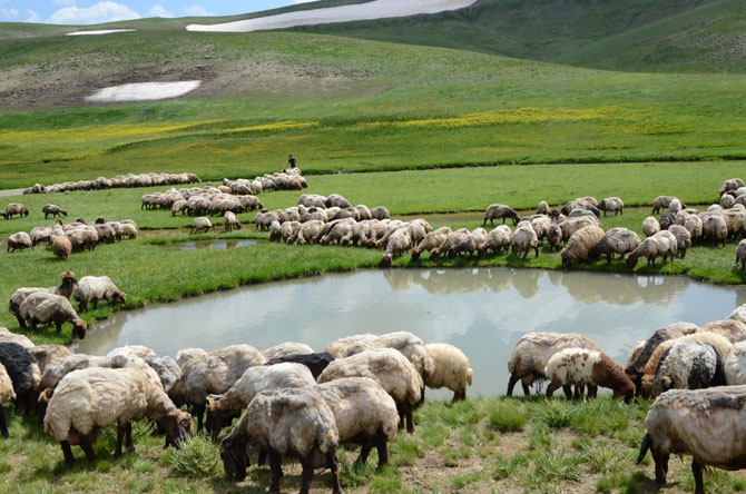 Siirtli koçerlerin Hakkari'deki zorlu yayla yaşamı 40