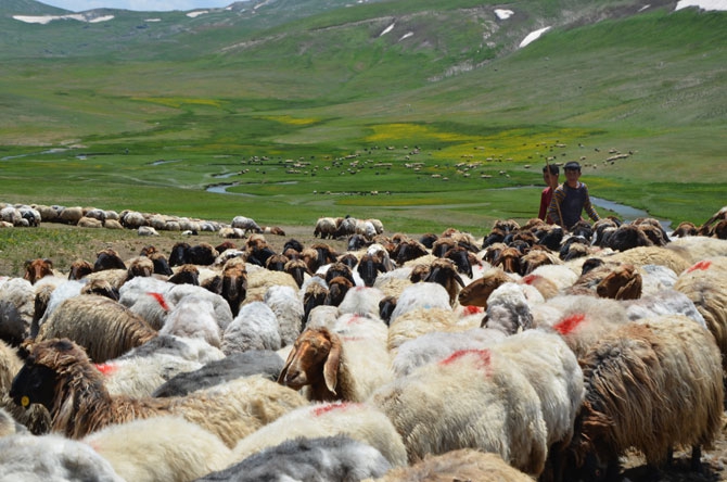 Siirtli koçerlerin Hakkari'deki zorlu yayla yaşamı 5
