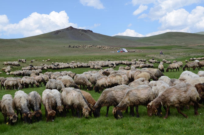 Siirtli koçerlerin Hakkari'deki zorlu yayla yaşamı 8