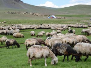 Siirtli koçerlerin Hakkari'deki zorlu yayla yaşamı