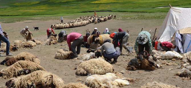 Günde 450 TL’ye koyun kırkıyorlar 1