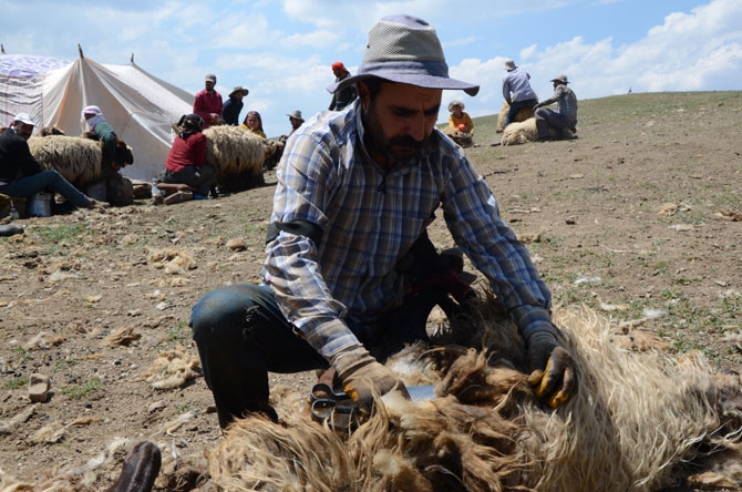 Günde 450 TL’ye koyun kırkıyorlar 10