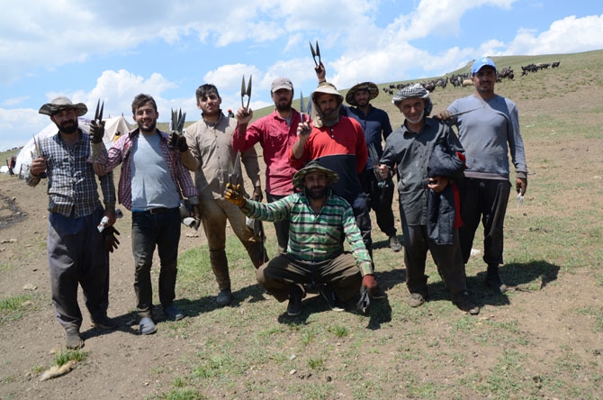 Günde 450 TL’ye koyun kırkıyorlar 11